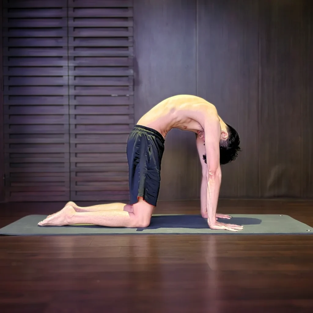 Cat Pose Cat Pose - Yoga for Beginners