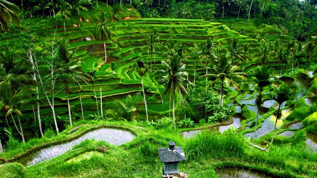 Bali, Indonesia Bali, Indonesia - Summer Yoga Retreat